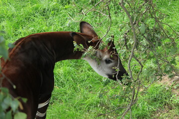 Naklejka na ściany i meble Okapi hiding behind a tree 