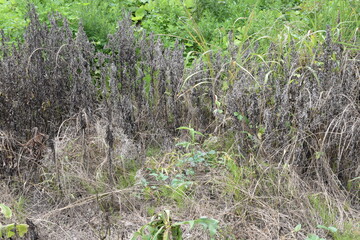 Image of Effect of herbicide