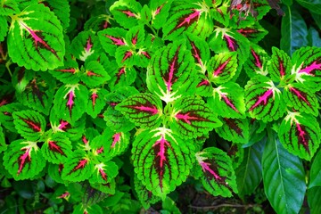 The pink and green leaves are call Coleus plant. 