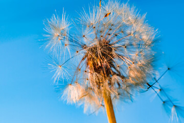 Obraz premium Fluffy dandelion head on the background of the sunset.Photo in the light. Selective focus