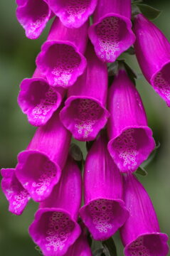 Digitalis Foxglove