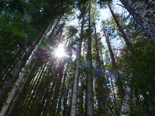 A wild forest in the east of France.
