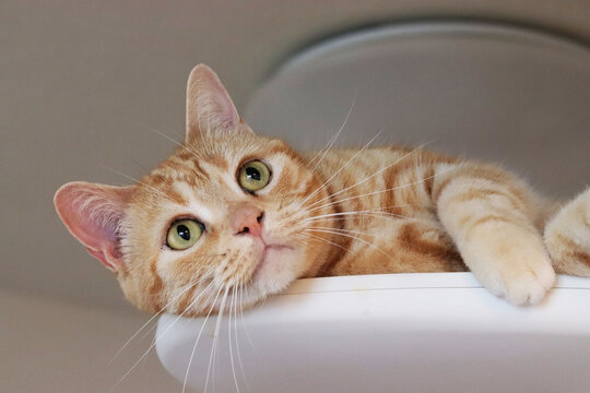 得意気な表情の猫アメリカンショートヘア
American short hair of a cat with a powerful expression.