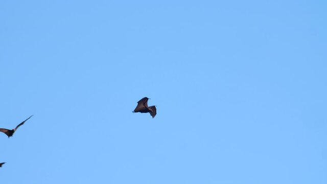 Following a single flying fox (bat) flying beneath a blue sky past other bats
