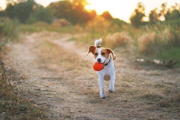 Happy beagle dog playing with the ball outdoors against scenic sunset background. Active dog pet on...