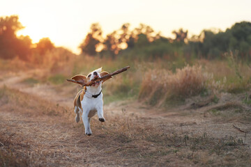 Happy beagle dog playing fetch with the stick outdoors. Active dog pet on a walk. Beautiful sunset...