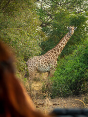 Rear view of ginger woman looking at giraffe over car during safari