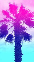 Photo of retro neon palms in the tropics