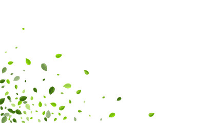 Lime Leaf Transparent Vector Illustration. 