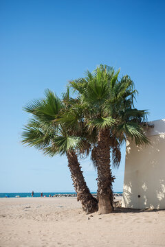 palm tree on the beach in Valras in south of France