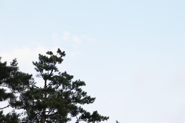 소나무와 하늘, Pinus densiflora and Sky