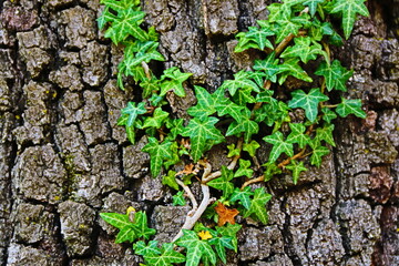 fondo natural con hojas verdes sobre tronco de árbol