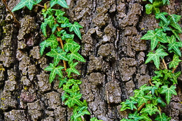 fondo natural con hojas verdes sobre tronco de árbol