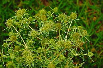 plantas verdes en el bosque en verano