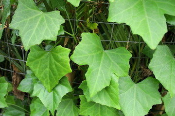 Green leaves of Ivy Gourd or Coccinia, Thailand. Coccinia's leaf is ingredient of Thai soup and hight iron mineral.