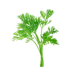 leaves of carrot isolated on white