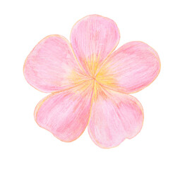 Light Pink watercolor tropical Plumeria Flower illustration