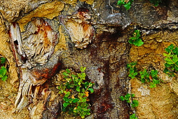 fondo natural con arboles y ramas en verano