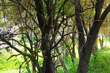fondo natural con arboles y ramas en verano