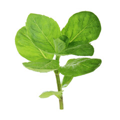 brach of mint isolated on white background