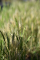 Getreide und Gräser