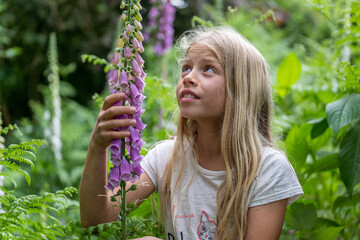 Mädchen beim Erforschen, Betrachten eines hoch giftigen  Roten Fingerhutes (Digitalis purpurea)...