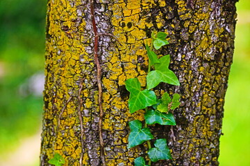 fondo natural con arboles y ramas en verano