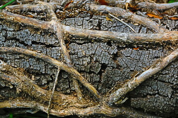 fondo natural con arboles y ramas en verano