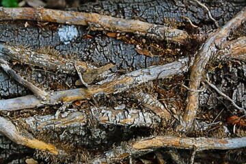 fondo natural con arboles y ramas en verano