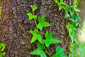 fondo natural con hojas verdes sobre tronco de árbol