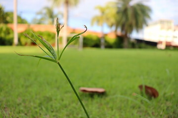 Branch of grass flowers on a blurred background