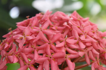 Pink beauty of Garden.