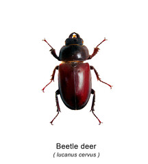 beetle deer