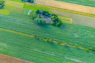 Abstract geometric shapes of agricultural parcels of different crops in yellow and green colors....