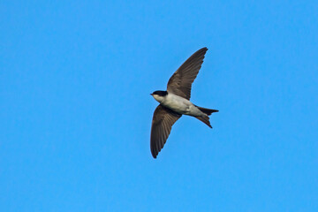 Flying common house martin (Delichon urbicum).