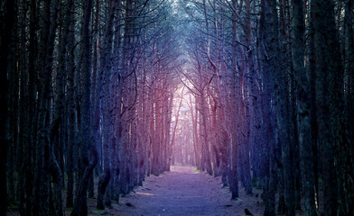 Photo background of a dark pine forest