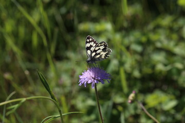 A marbled white butterfly nectaring on a scabious flower