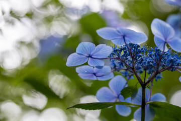 青い美しい紫陽花のマクロイメージ