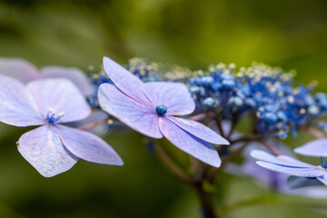 青い美しい紫陽花のマクロイメージ