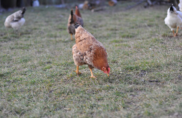 chicken on the grass