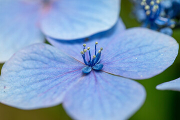 青い美しい紫陽花のマクロイメージ
