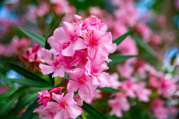 Blossoming pink flowers of oleander in garden at sunny day