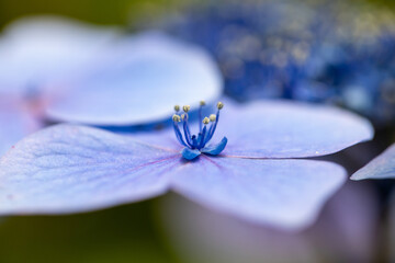 青い美しい紫陽花のマクロイメージ