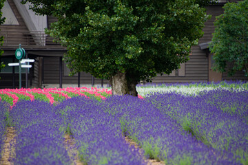 7月ファーム富田ラベンダーのある風景