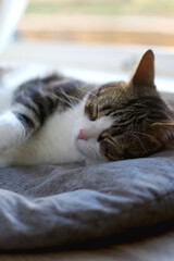 Naklejka premium Domestic tabby cat sleeping on cat bed. Selective focus.