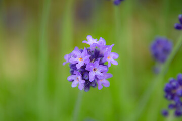 ファーム富田早咲きラベンダー