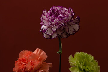 Low key shot of three fresh pink, purple and green carnation flowers on a red plain background with copy space. Floral dark colorful design backgrounds. 