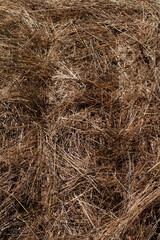 textured abstract background of straw