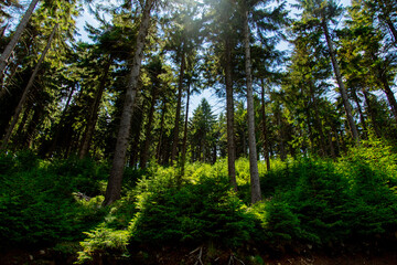 Pine tree forest in summer time in Sudetes, Poland