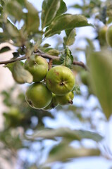 green apples on a tree